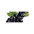 Cookbooks, Food & Wine