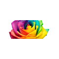 LGBTQ+